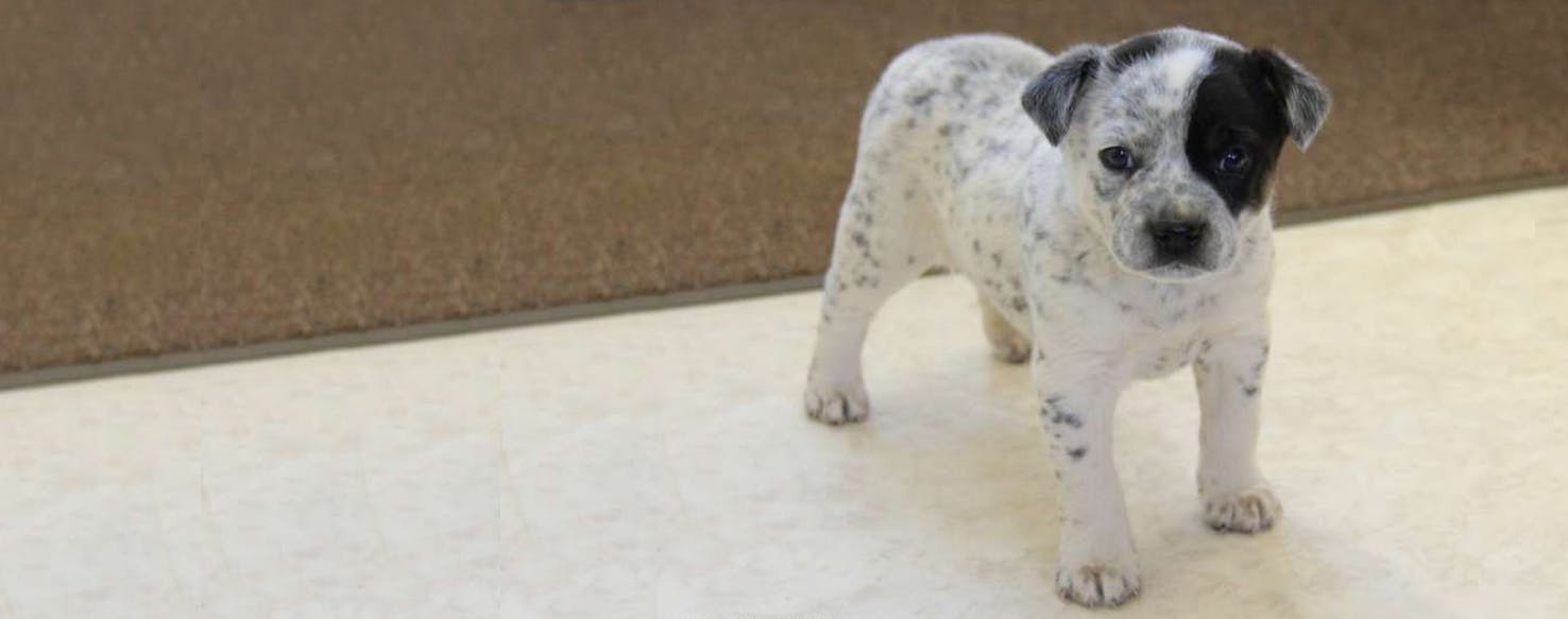 Pug cheap dalmatian mix